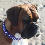Daisy the Boxer